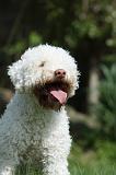 LAGOTTO 014